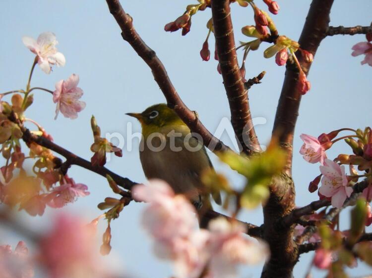 桜の中にたたずむ小さな鳥 メジロ,桜,河津桜の写真素材