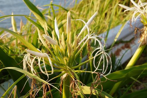 浜木綿 浜木綿 はまゆう,植物,花の写真素材