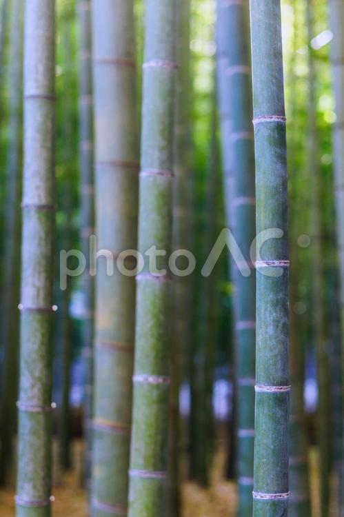 幻想的な美しさを醸し出す竹林 背景,竹,テクスチャーの写真素材