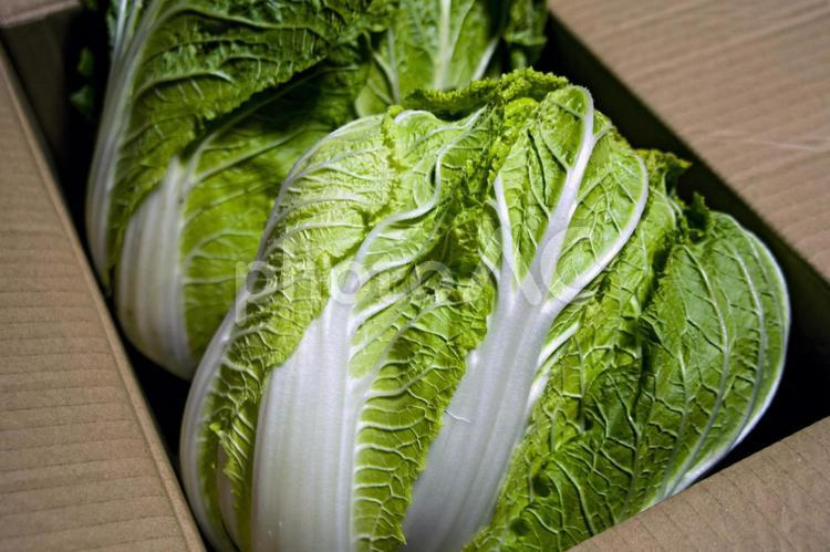 白菜２（田原市） 白菜,鍋物,植物の写真素材
