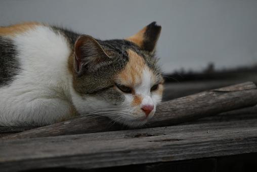 走島のにゃんこ達 走島のにゃんこ達 猫,哺乳類,三毛猫の写真素材