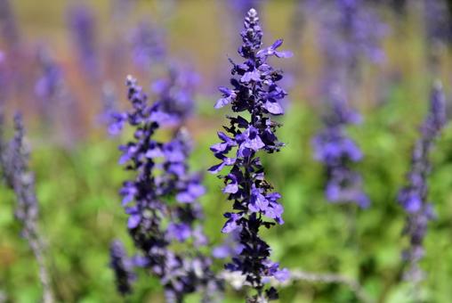 サルビアの花 サルビアの花の写真