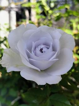 ベランダのバラ・ポルトブルー バラ,薔薇,ポルトブルーの写真素材