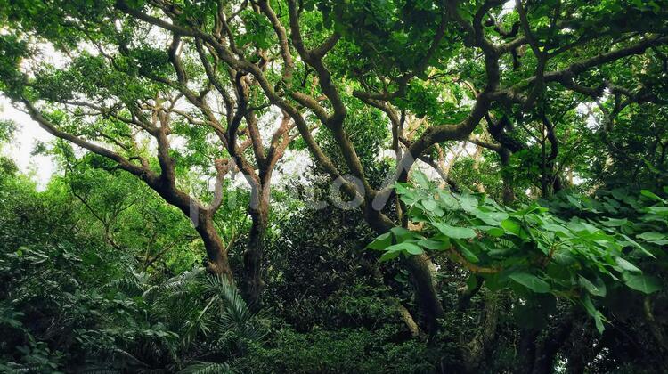 斎場御嶽密林 パワースポット,沖縄,密林の写真素材