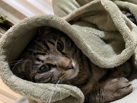 猫 猫 猫,ねこ,にゃんこの写真素材