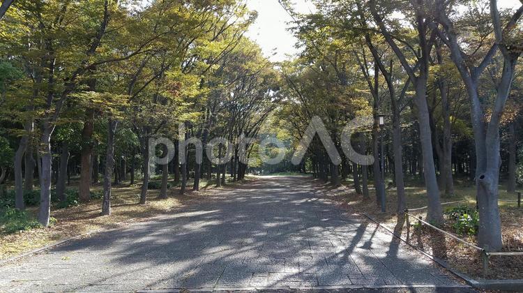 秋晴れの森林公園の小路 木漏れ日,木々,自然の写真素材