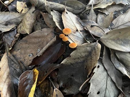 ベニカノアシタケ ベニカノアシタケ ベニカノアシタケ,紅蚊脚茸,キノコの写真素材