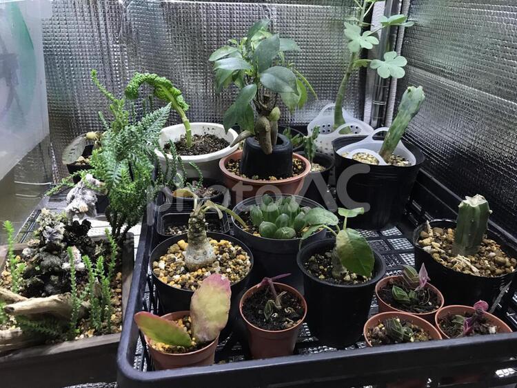 多種多様な植物 水耕栽培,植物,植物用ライトの写真素材