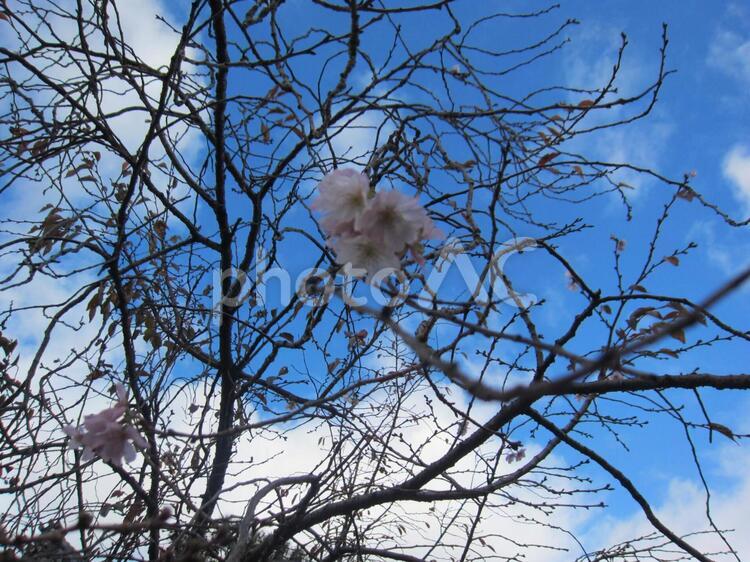 １１月１９日咲いていた御会式（オエシキ）桜。 上京区,京都,境内の写真素材