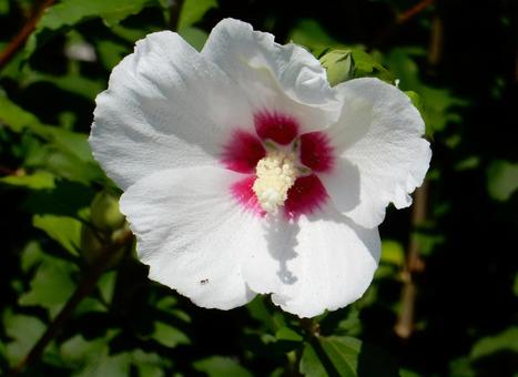 【花の写真】白いムクゲの花 ムクゲ,木槿,植物の写真素材