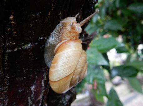 【生き物の写真】カタツムリ 【生き物の写真】カタツムリの写真