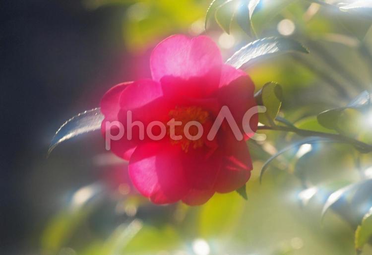 冬陽2 冬陽,ツバキ,花の写真素材