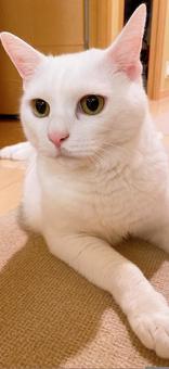 白猫 白猫の写真