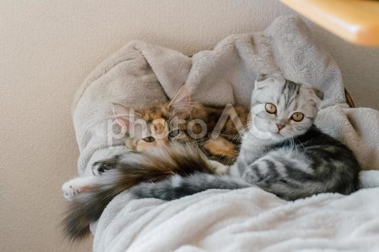 お昼寝時の子猫たち２ 仔猫,子猫,猫の写真素材