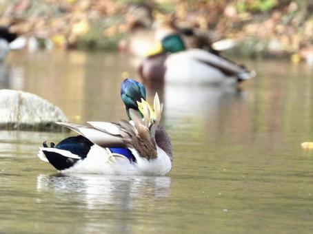 毛繕いをするマガモ 毛繕いをするマガモの写真