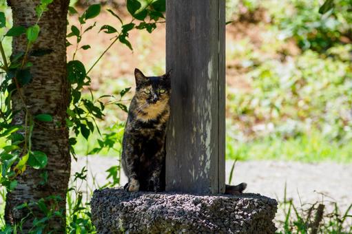 猫(198) 猫(198)の写真