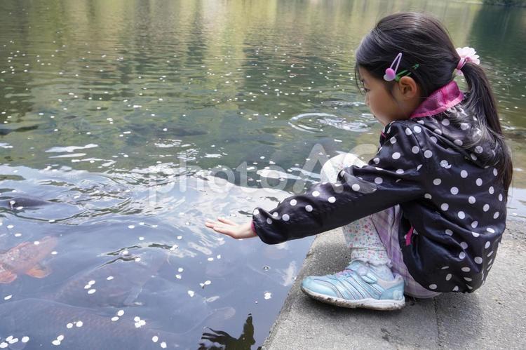 水面に落ちた桜の花びらと鯉11 桜,花びら,散るの写真素材