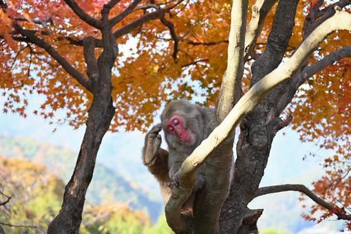 足で頭をかくサル 足で頭をかくサル サル,ニホンザル,嵐山モンキーパークの写真素材
