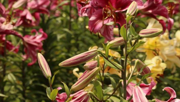 華やかな花園 華やかな花園 ユリ,ゆり,河口湖の写真素材