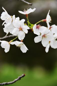 桜(染井吉野・ソメイヨシノ) 桜(染井吉野・ソメイヨシノ) 桜,染井吉野,花見の写真素材