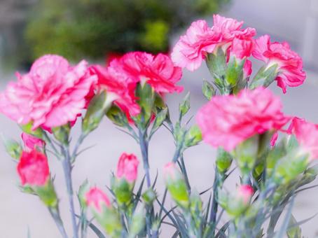 母の日のカーネーションの写真