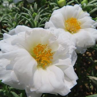 マツバボタン（松葉牡丹） マツバボタン,松葉牡丹,花の写真素材