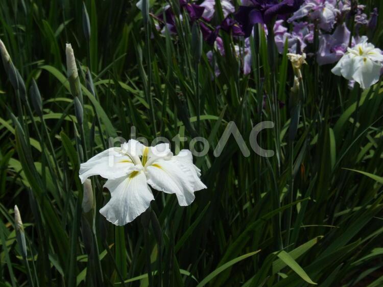 赤堀花しょうぶ園 赤堀花しょうぶ園,菖蒲,紫の写真素材