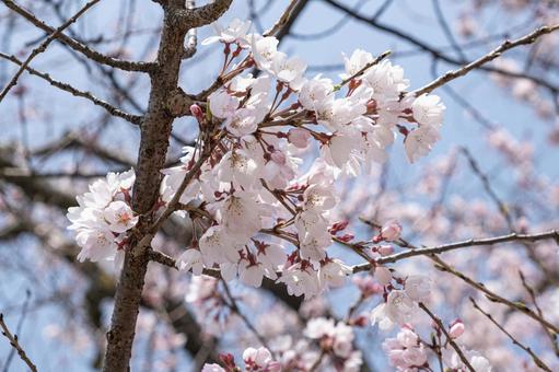 もうすぐ満開・さくら(ソメイヨシノ) もうすぐ満開・さくら(ソメイヨシノ) さくら,桜,ソメイヨシノの写真素材