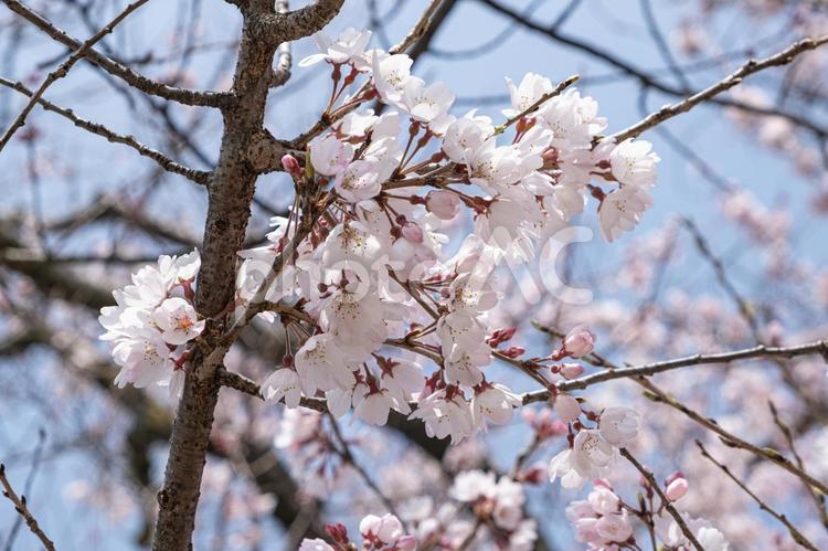 もうすぐ満開・さくら（ソメイヨシノ） さくら,桜,ソメイヨシノの写真素材