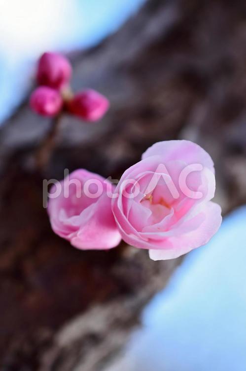 ＜春のイメージ＞梅の花 梅,花,梅の花の写真素材