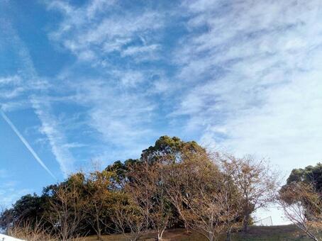 森と空 森,空,景色の写真素材