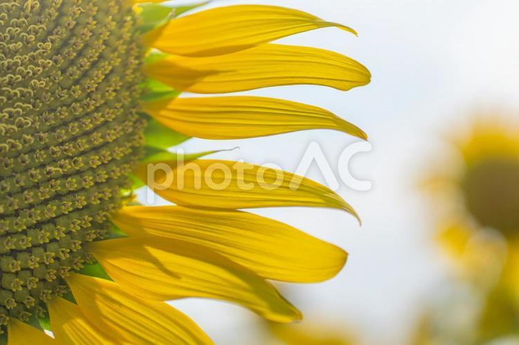 午後のひまわり ひまわり,花びら,ひまわりの花びらの写真素材