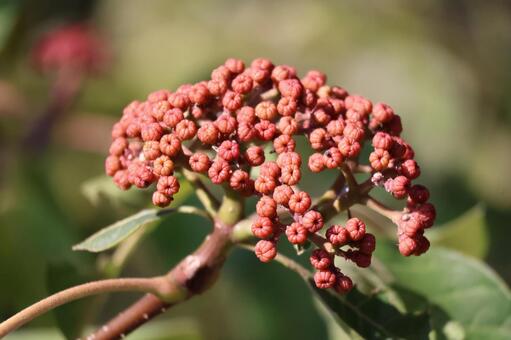 赤く色づく呉茱萸の実のアップ 赤く,色づく,呉茱萸の写真素材