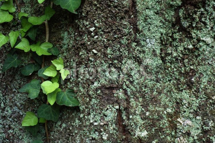 木とツタと苔_02 木,苔,コケの写真素材