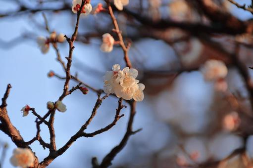 梅 梅の写真