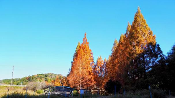 秋の亀山湖・メタセコイアの紅葉（君津市） 秋,亀山湖,紅葉の写真素材