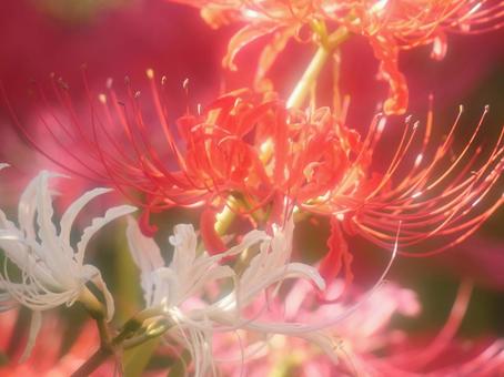 色とりどりの彼岸花 色とりどりの彼岸花の写真
