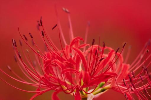 赤色背景の彼岸花曼珠沙華リコリスのアップ 赤色背景の彼岸花曼珠沙華リコリスのアップの写真