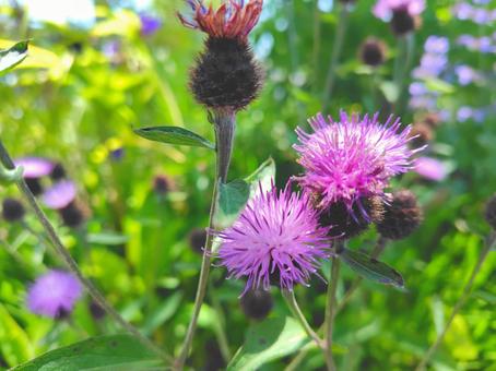 Thistle_4, no scam, weed, early summer, JPG