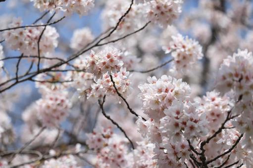 桜−ソメイヨシノ 桜−ソメイヨシノの写真