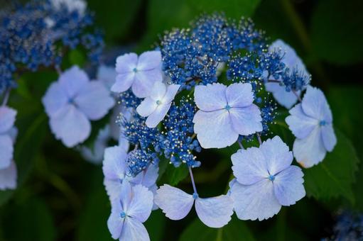 紫陽花 紫陽花の写真