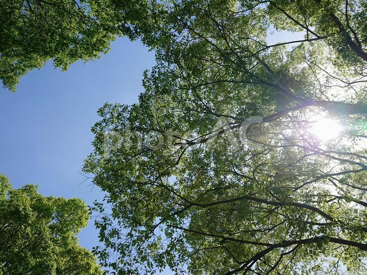 光が差し込む木 自然,太陽,空の写真素材