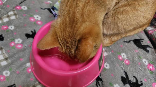 食事に夢中の茶トラ キャットフード,猫のごはん,茶トラの写真素材