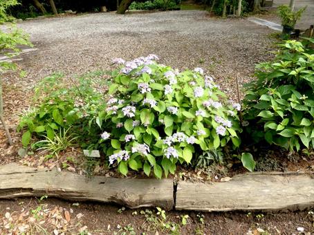 林道の脇に咲き始めた植え込みのアジサイ 林道の脇に咲き始めた植え込みのアジサイ アジサイ,花,植物の写真素材