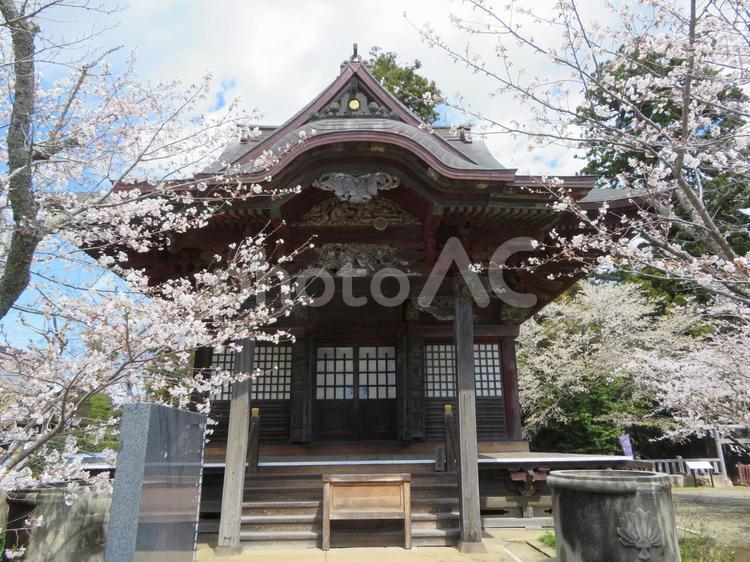 稲敷市安穏寺本堂（春） 安穏寺,本堂,さくらの写真素材
