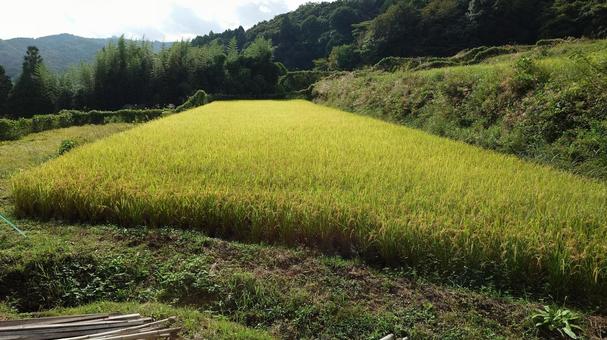 稲刈り お米 稲刈り お米 稲架掛け,稲刈り,秋の写真素材