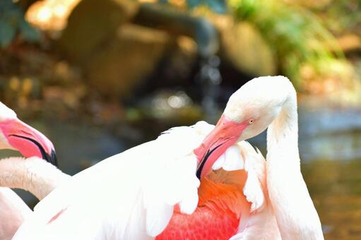 鳥 鳥類 鳥 鳥類の写真