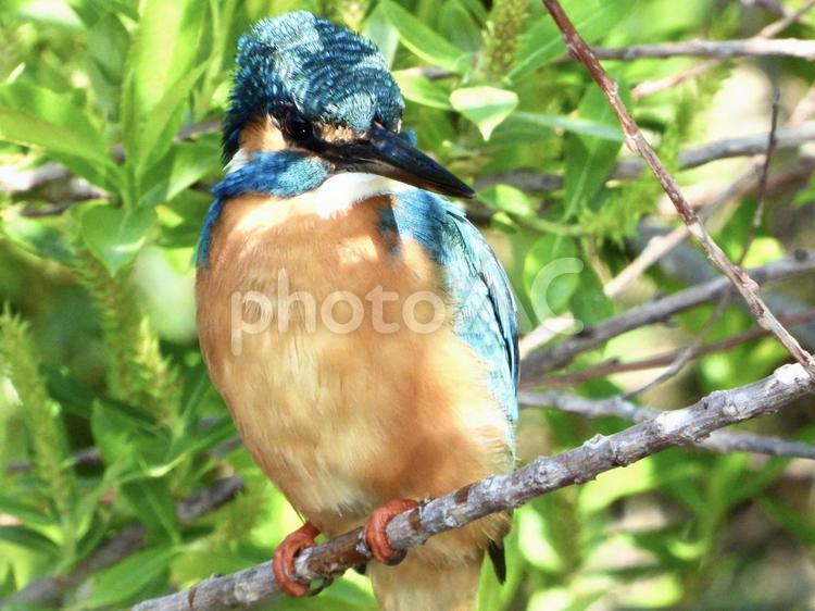 小エビを狙うカワセミ 鳥,野鳥,カワセミの写真素材