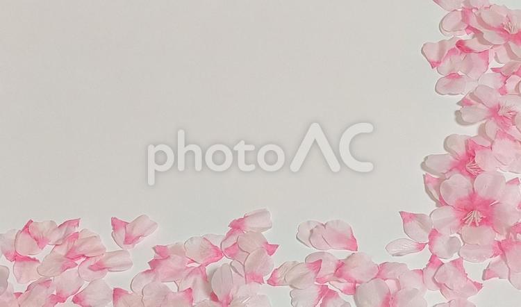 桜の花びら/フレーム 桜の花びら,花びら,桜吹雪の写真素材