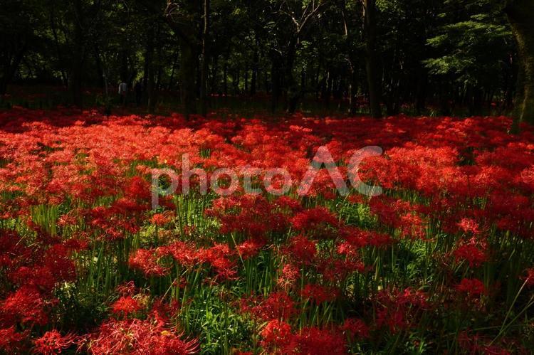 日高市巾着田の曼殊沙華 曼殊沙華,彼岸花,巾着田の写真素材